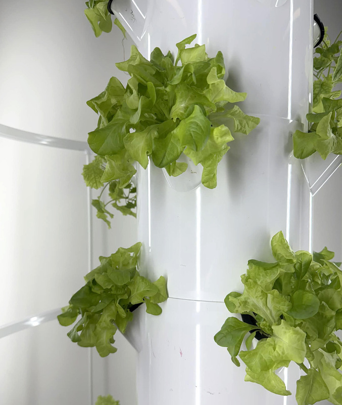 Lettuce growing on the hydroponic grow tower in the STEAM lab at Tioughnioga Riverside Academy. 
