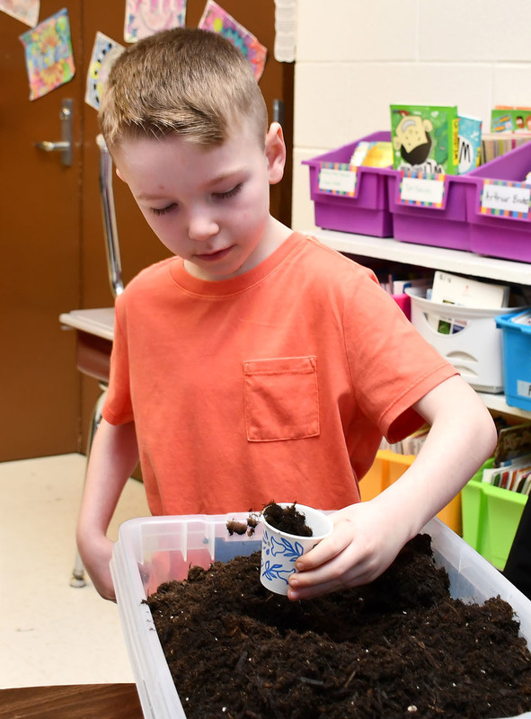 A second grader fills his paper cup with dirt during an Ag in the Classroom activity focused on planting grass seeds.