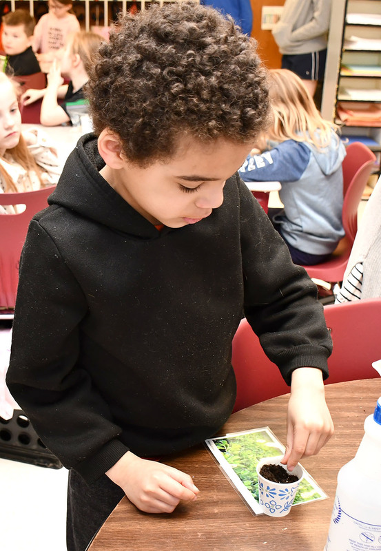 A second grader places a grass seed in a cup full of dirt.