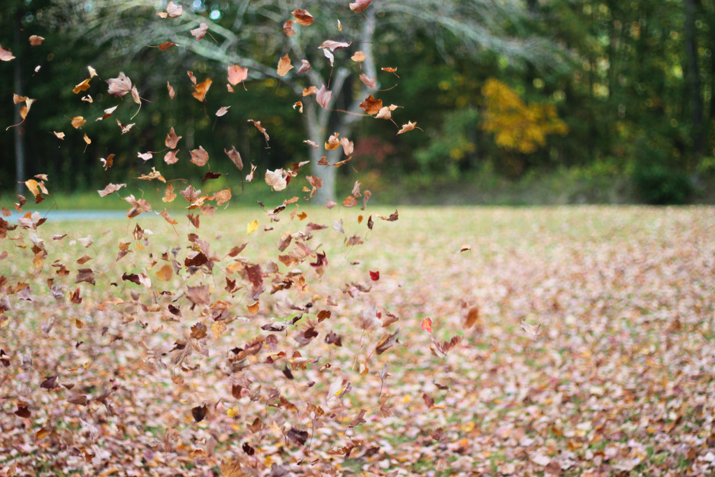 Fall Photo at WT