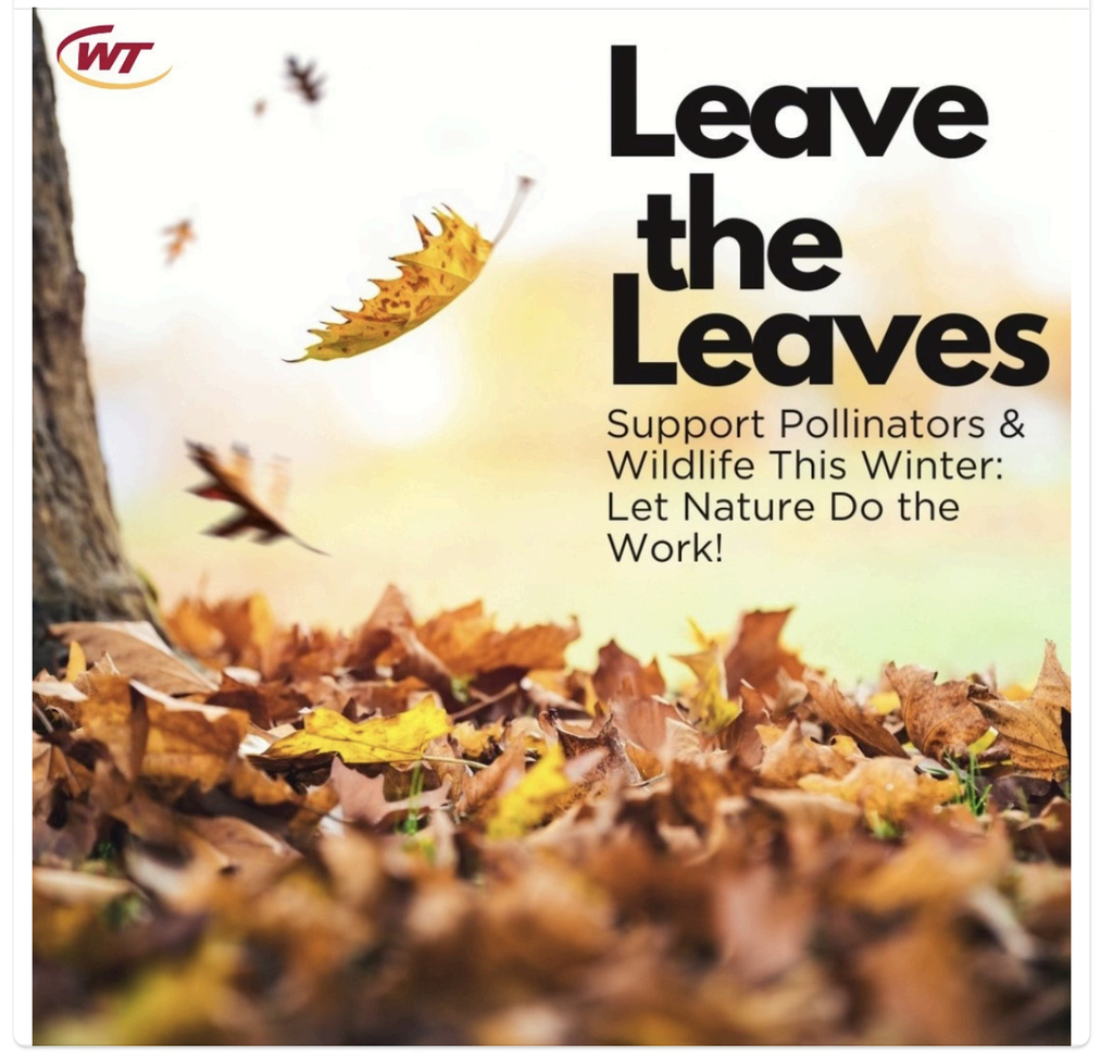 Leave the Leaves