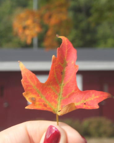 Fall photos