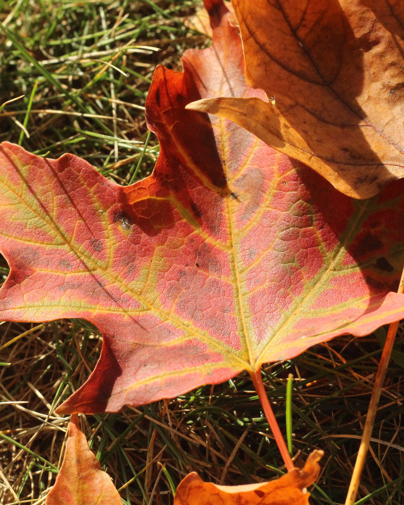 Fall photos
