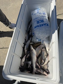 fish