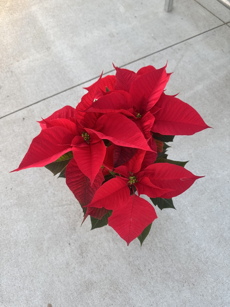 Poinsettia