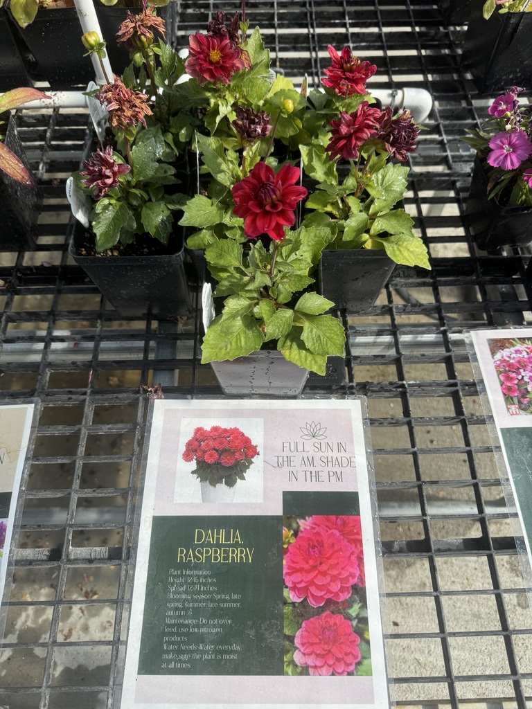 Dahlia