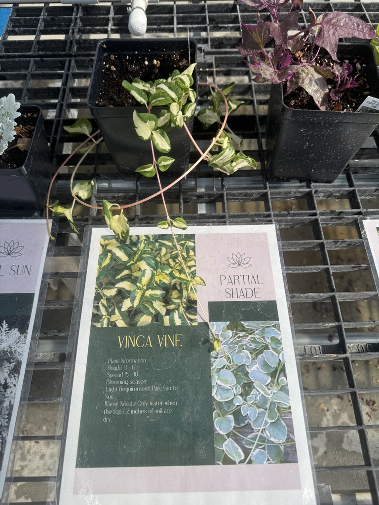 Vinca
