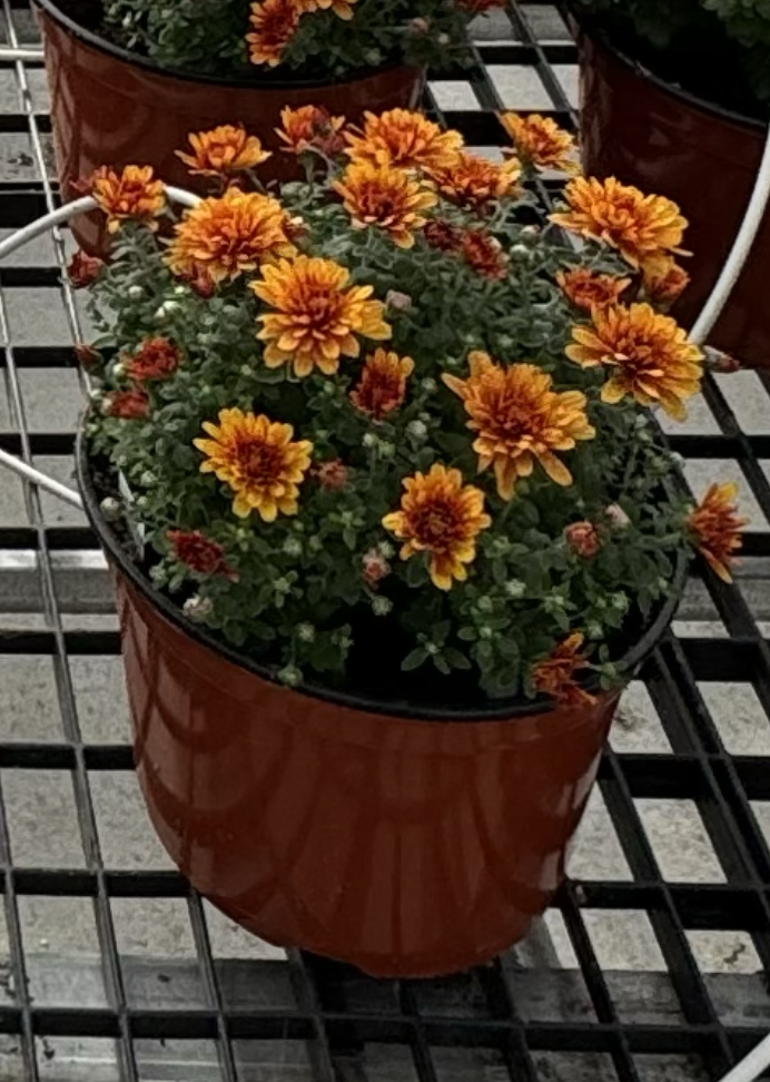 Orange Chrysanthemum