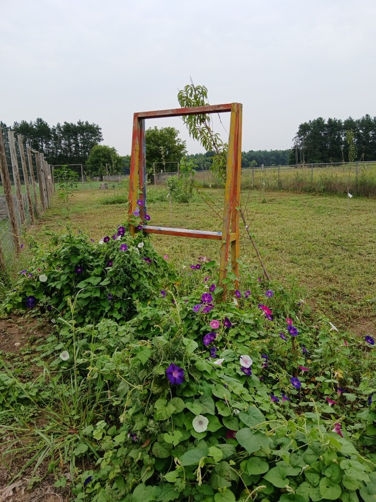 purple flowers growing in school garden