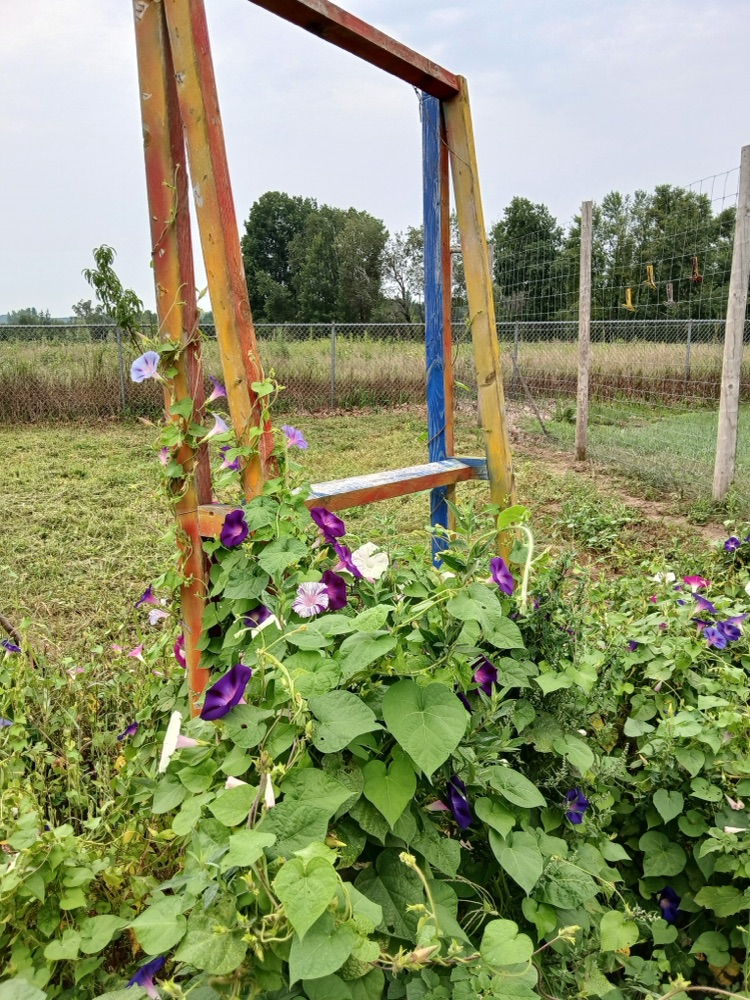 purple flowers growing in school garden