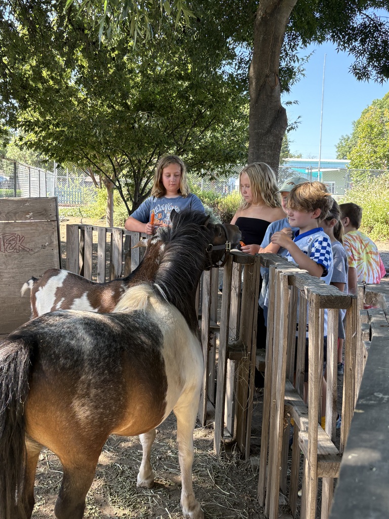 A group of six campers feeding a goat and miniature pony over at the Little Red Hen gardens.