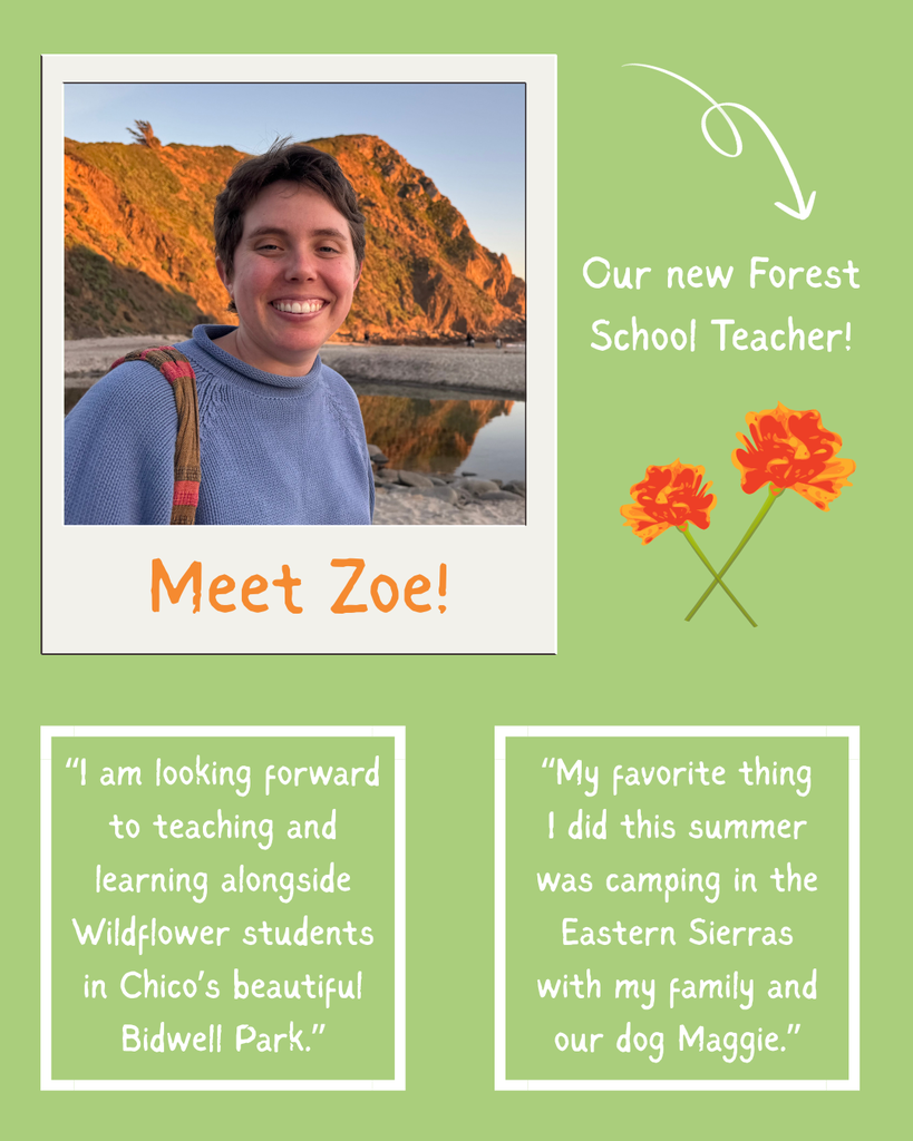 Here is a flier of the first teacher. In the top right is a photo of her at the beach. It is framed in a polaroid frame and in the bottom of the frame is orange text that says "Meet Zoe!" To the right of the photo is text that says "Our new Forest School teacher!" Under the text is an orange poppy design. In the bottom half of the flier is two boxes that contain answer to the questions we asked each teacher. In the left it says "I an looking forward to teaching and learning alongside Wildflower students in Chico's beautiful Bidwell Park!" In the right box it says, "MY favorite thing I did this summer was camping in the Eastern Sierras with my family and our dog Maggie."