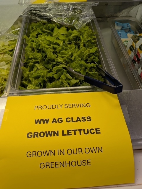 WWCHS Lettuce
