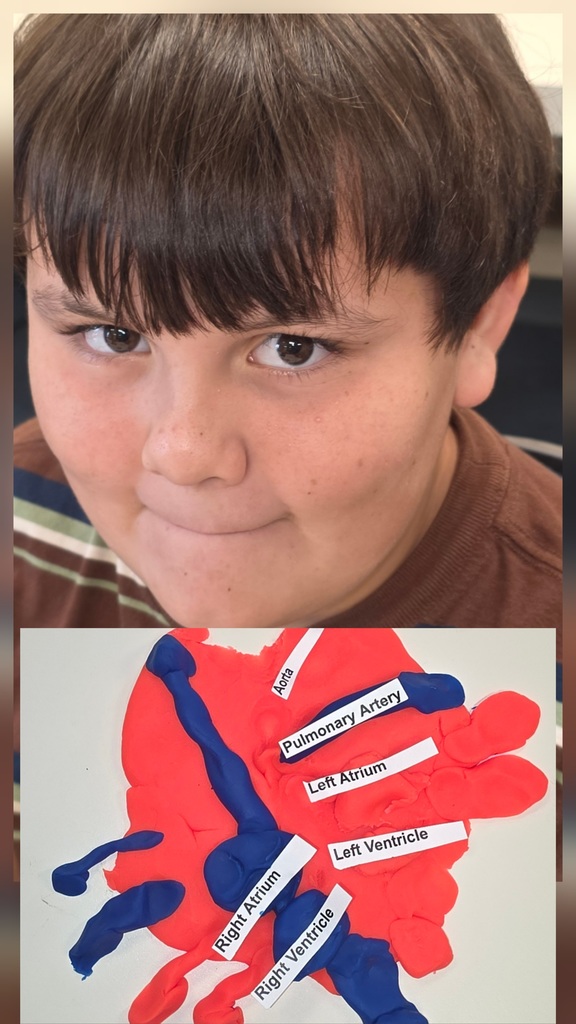 Dr. Scott’s 6th Grade Healthcare Science students are diving into the Cardiovascular System!