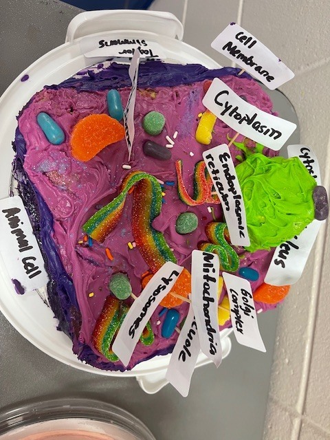 Fifth grade students display plant and animal cell science projects created in Ms. Burke’s class.