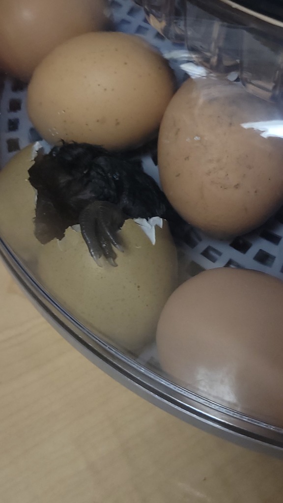 chicks hatching