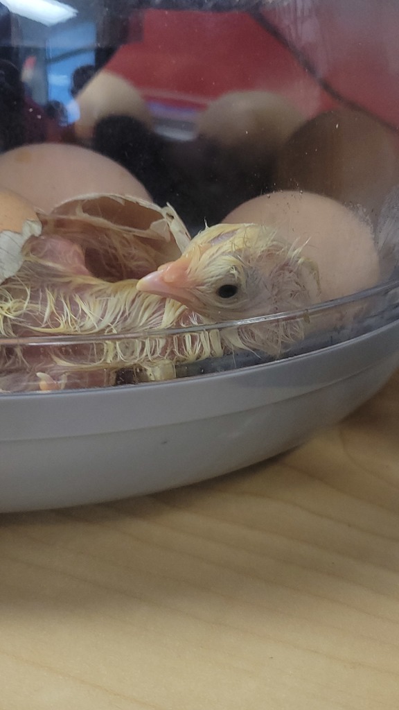 chicks hatching