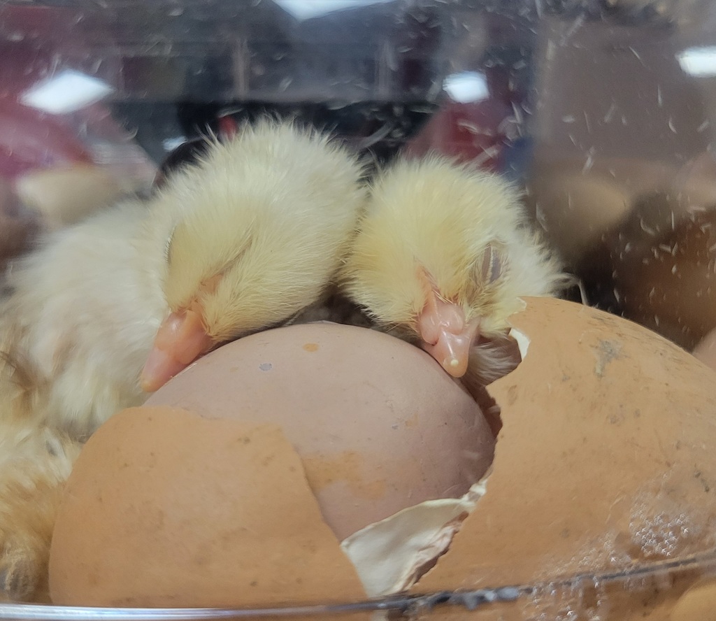 chicks hatching