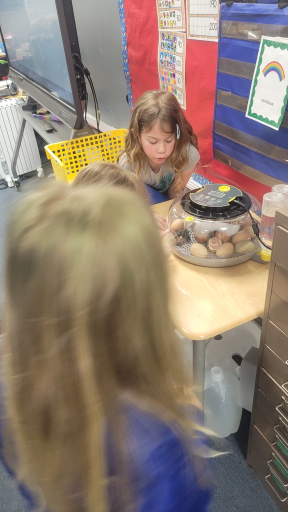 chicks hatching