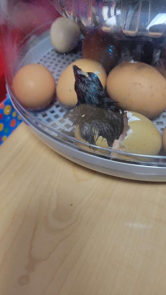 chicks hatching