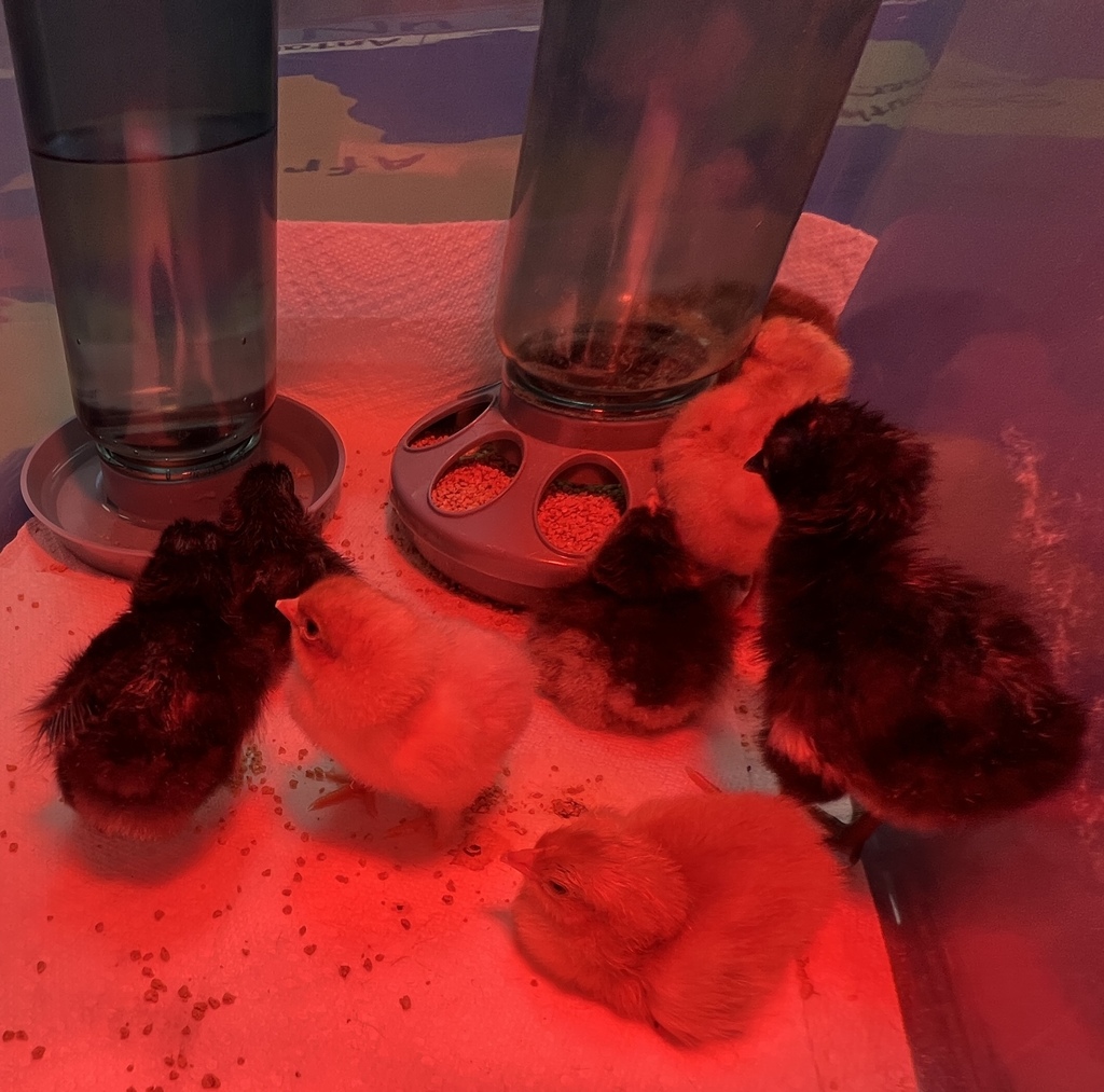 chicks hatching