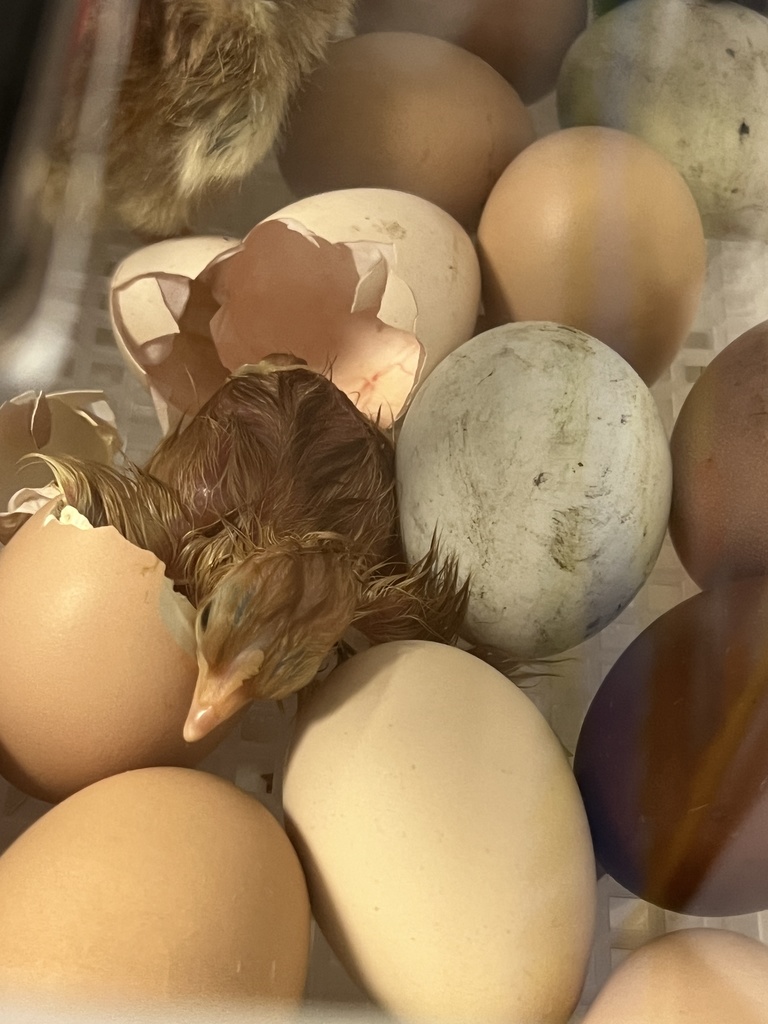 chicks hatching