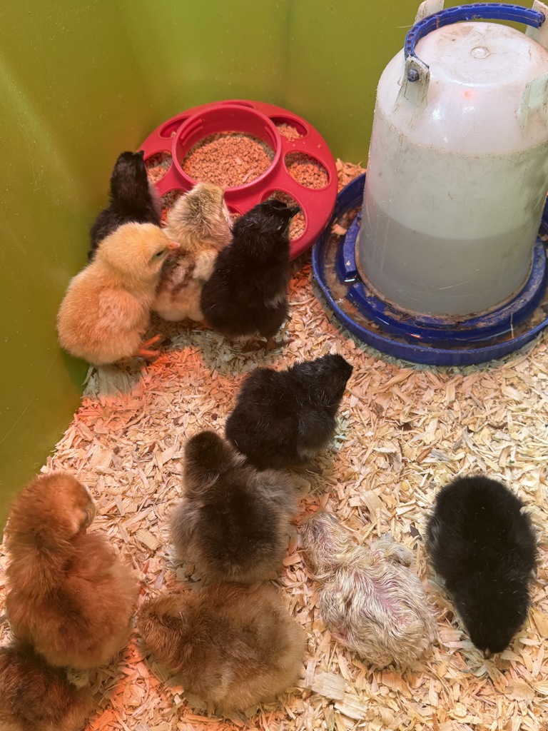 chicks