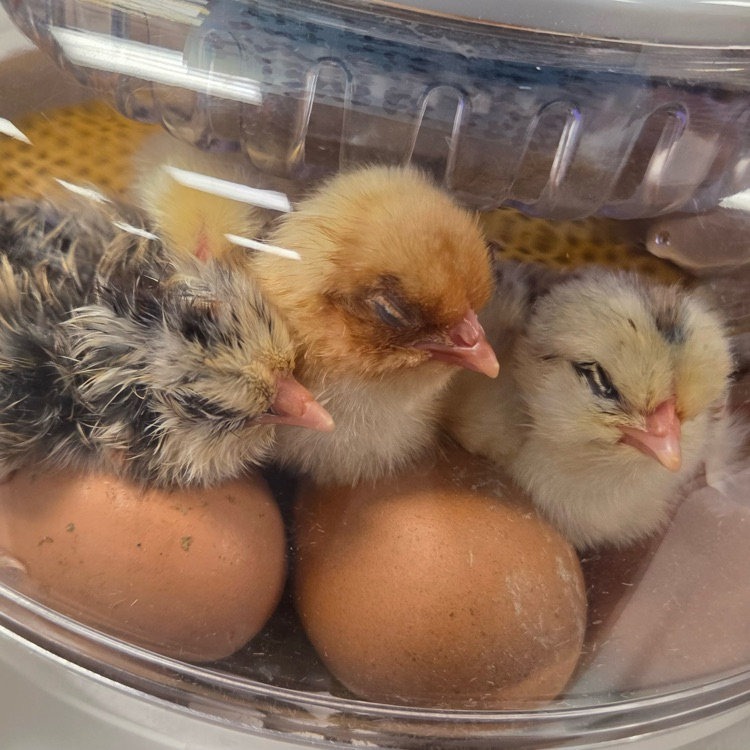 chicks 