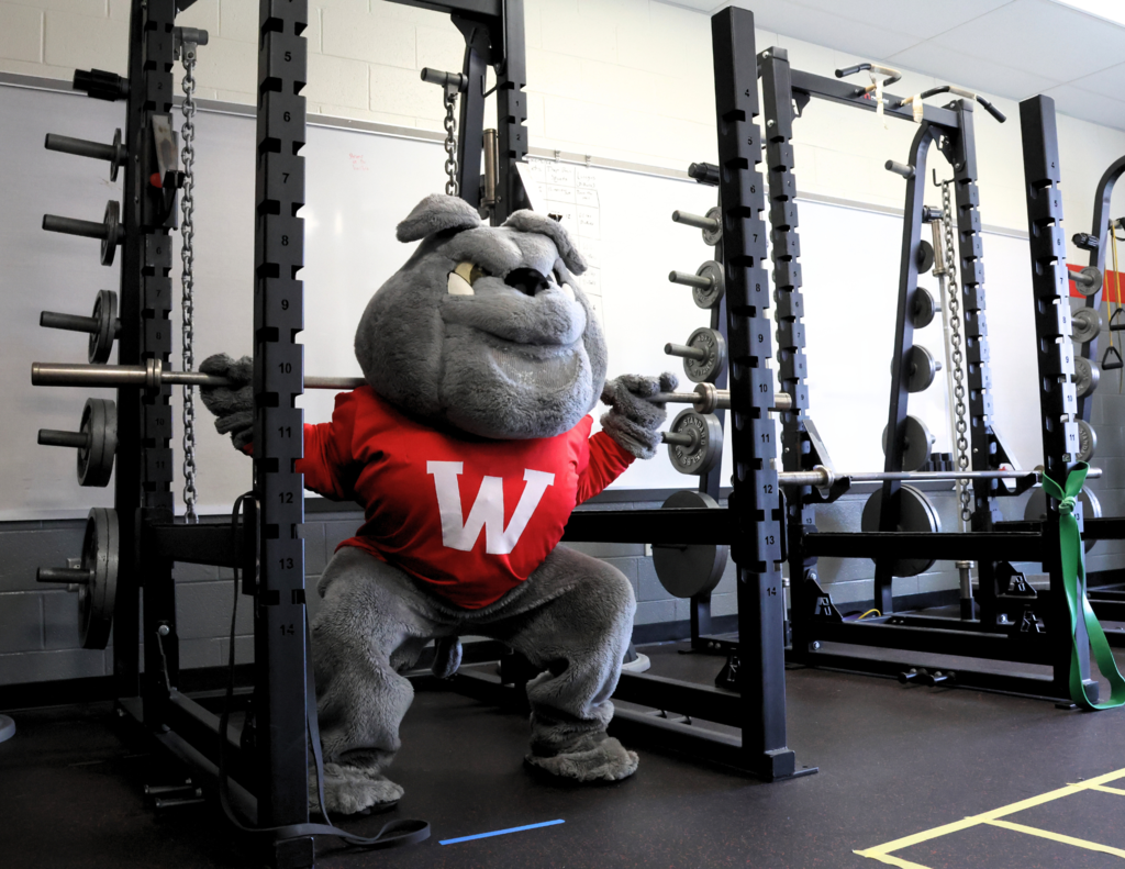 Bulldog doing a weighted squat