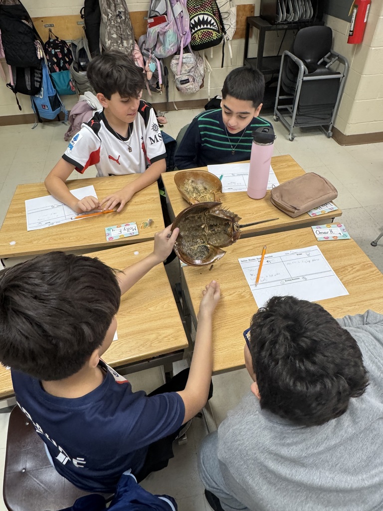 group of boys holding a horseshoe crab and examining it