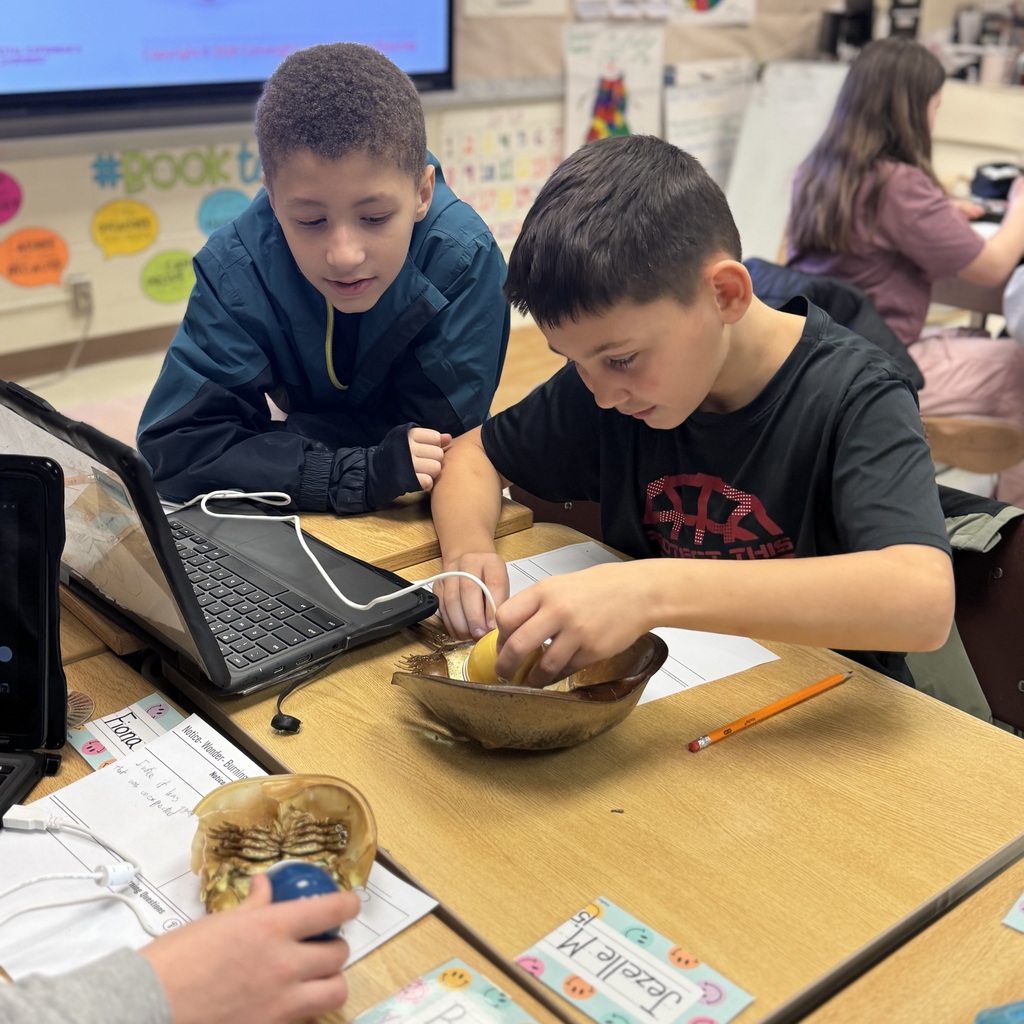 students studying horshoe crabs
