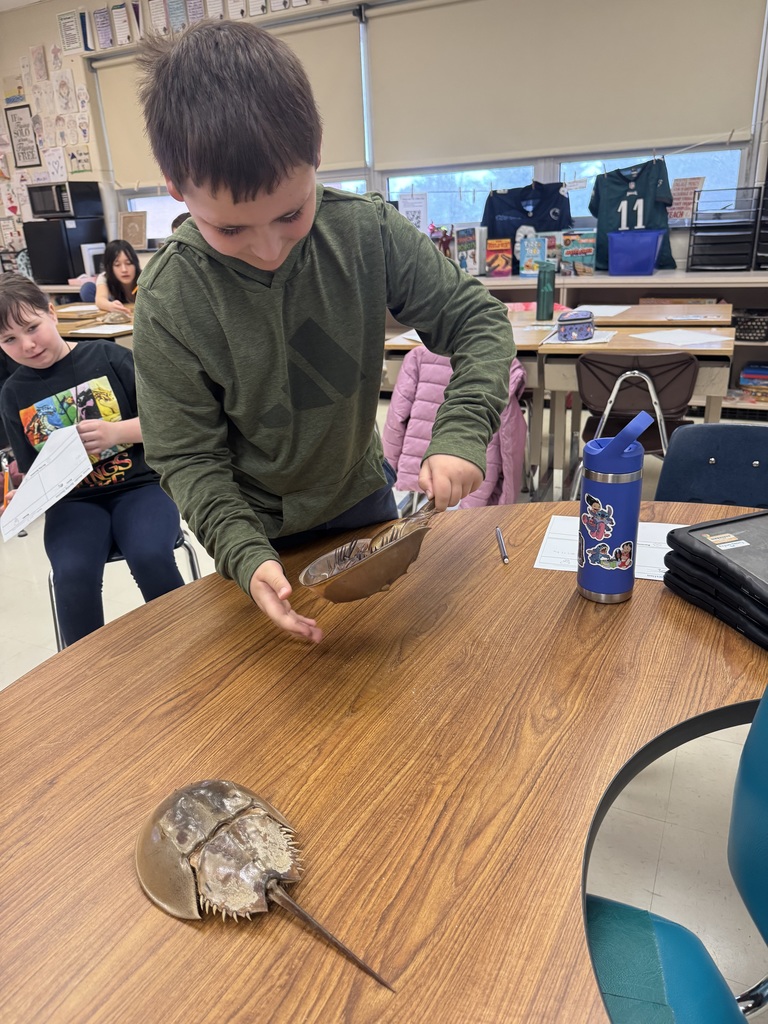 student picking up horshoe crab