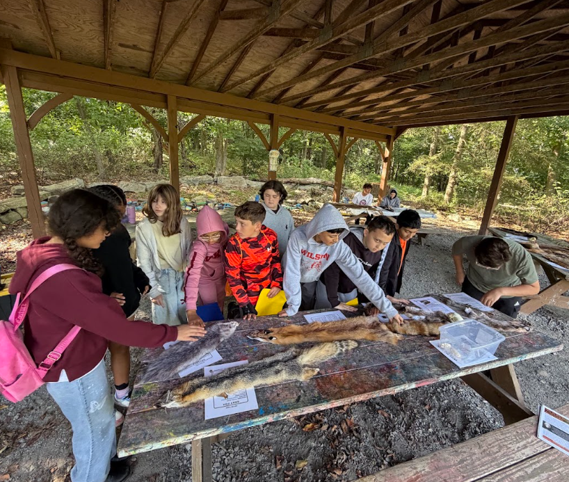 students looking at animal fur
