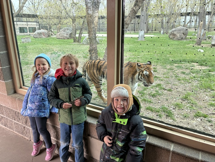 tiger