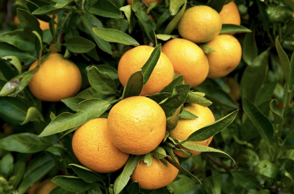 oranges