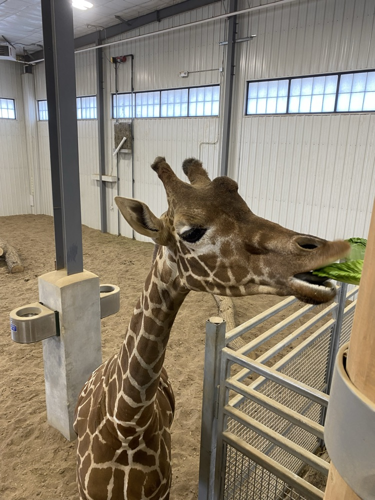 zoo
