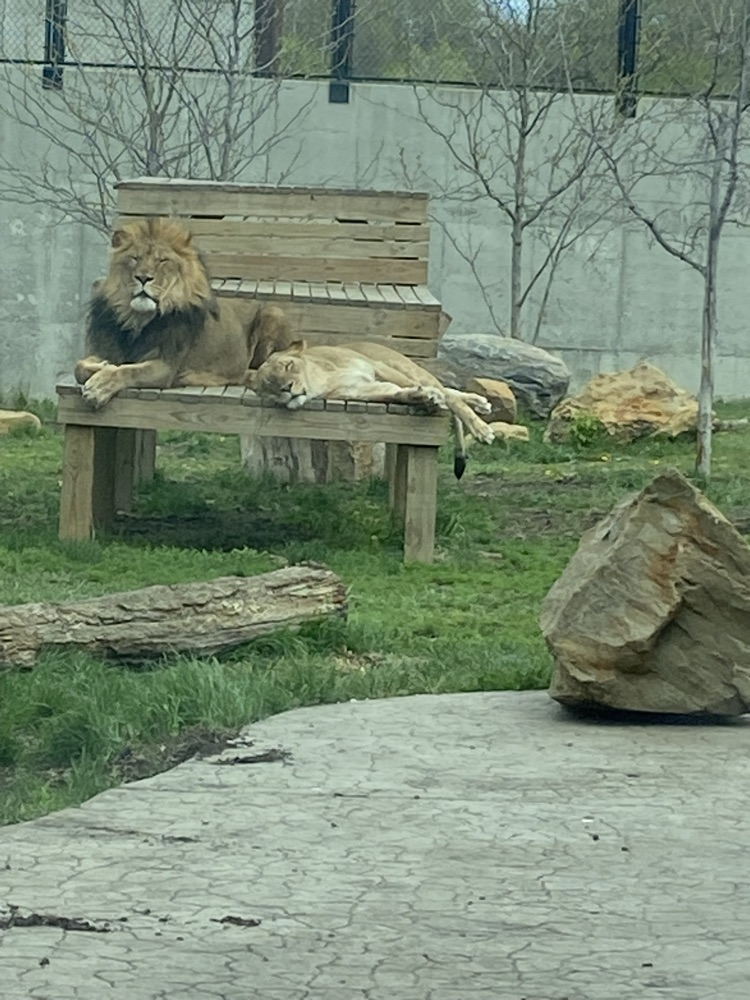 zoo