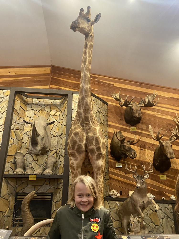 animal