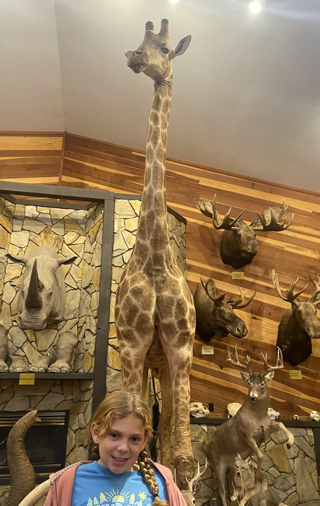 animal