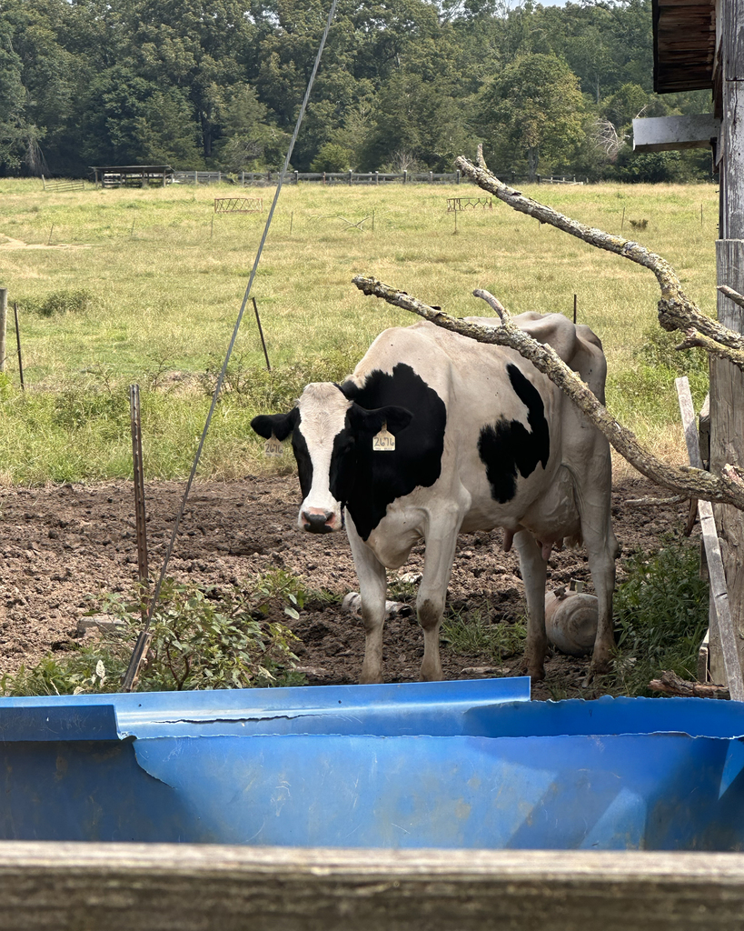 A cow with a white body and black patches stands near a shed. It has a tag on its ear. The background shows a field with greenery and trees.