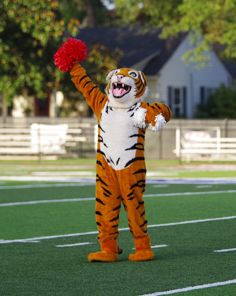 Tiger mascot in full costume, holding a red pompom, standing on a football field with white lines.