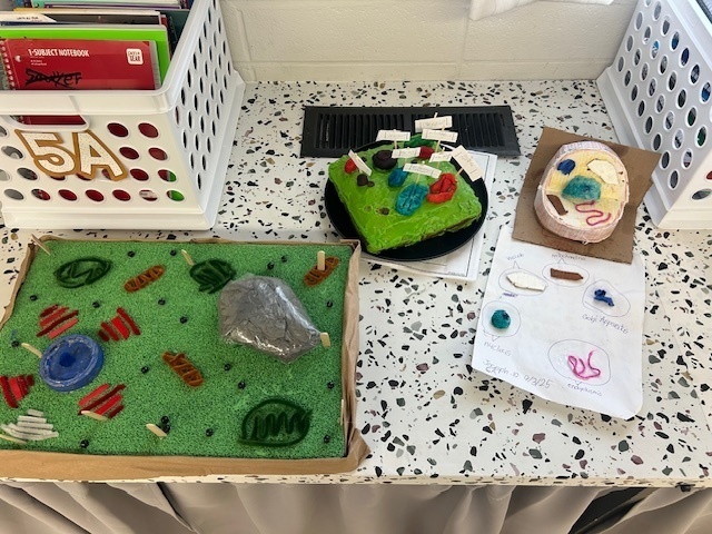 Cell Models