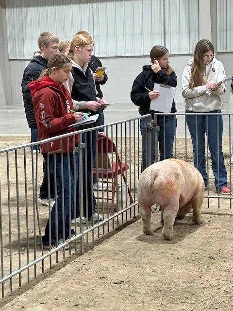 FFA students judging livestock at the recent Livestock Judging Contest in Norfolk