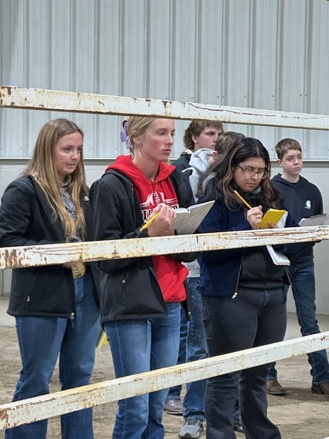 FFA students judging livestock at the recent Livestock Judging Contest in Norfolk