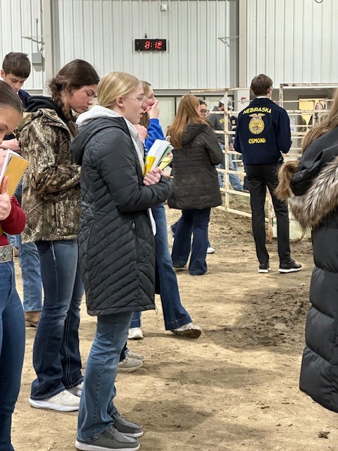 FFA students judging livestock at the recent Livestock Judging Contest in Norfolk