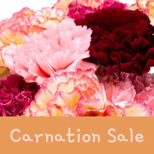 Carnation Sale