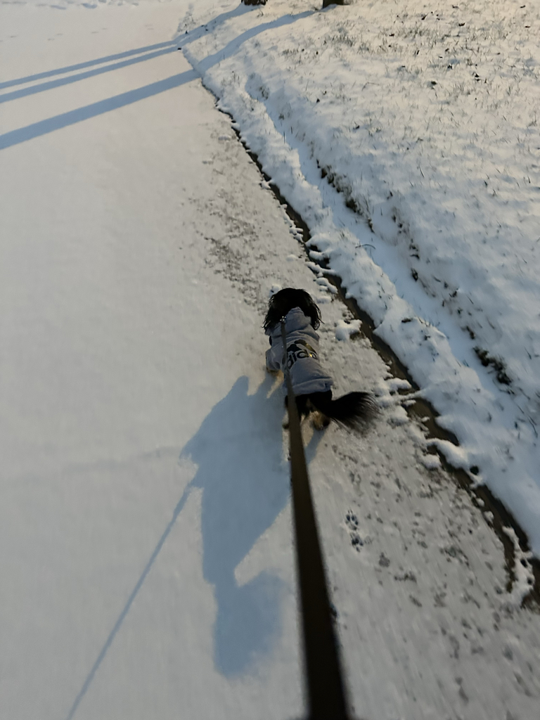 dog snow