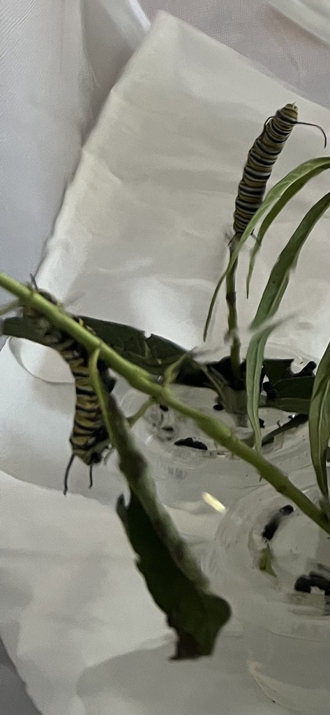 caterpillar