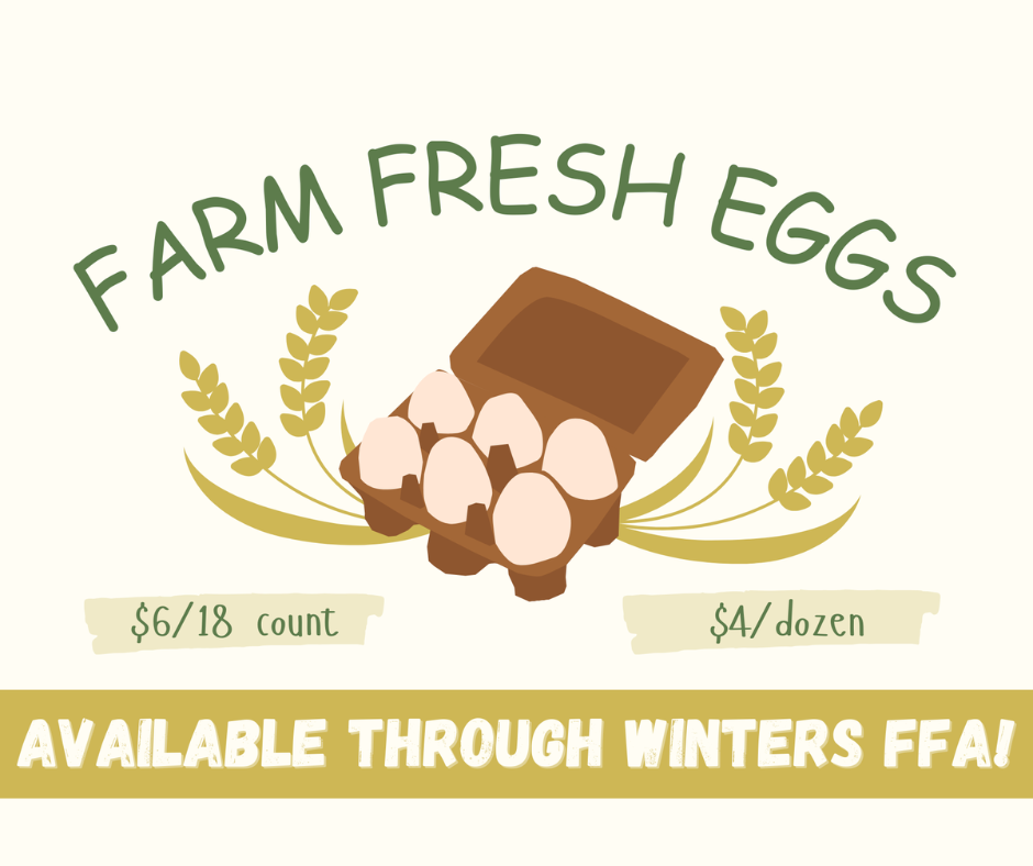eggs
