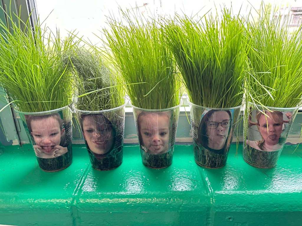 Clear plastic cups filled with soil sit on a windowsill. Each cup has a photo of a student or school staff member taped to the front, and tall green grass is growing from the top of each cup, creating the appearance of grass growing like hair.